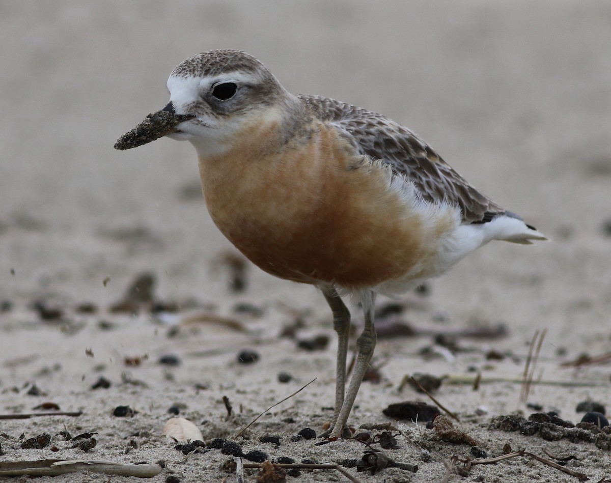 Red-breasted Dotterel - ML61127071