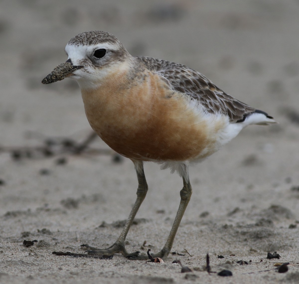 Red-breasted Dotterel - ML61127081