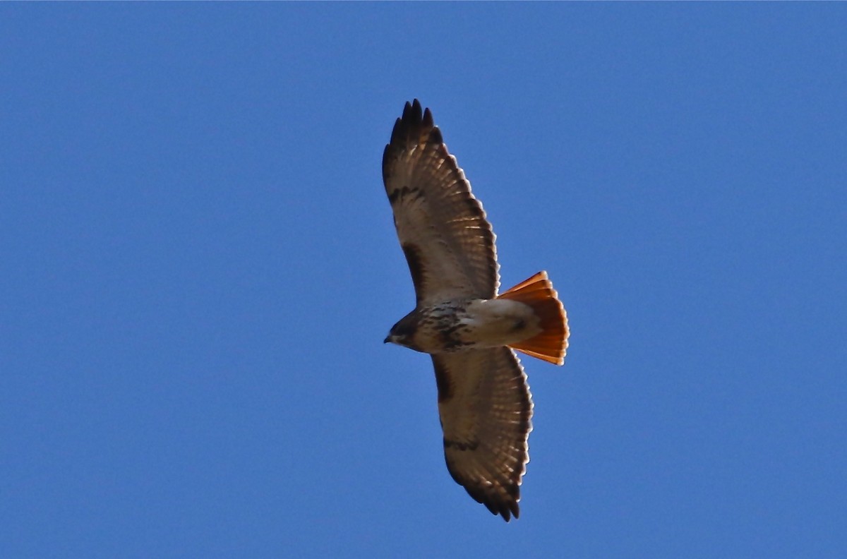 Red-tailed Hawk - ML611270816