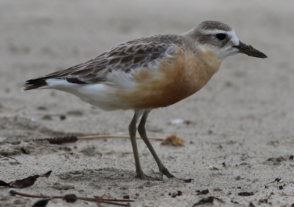 Red-breasted Dotterel - ML61127101