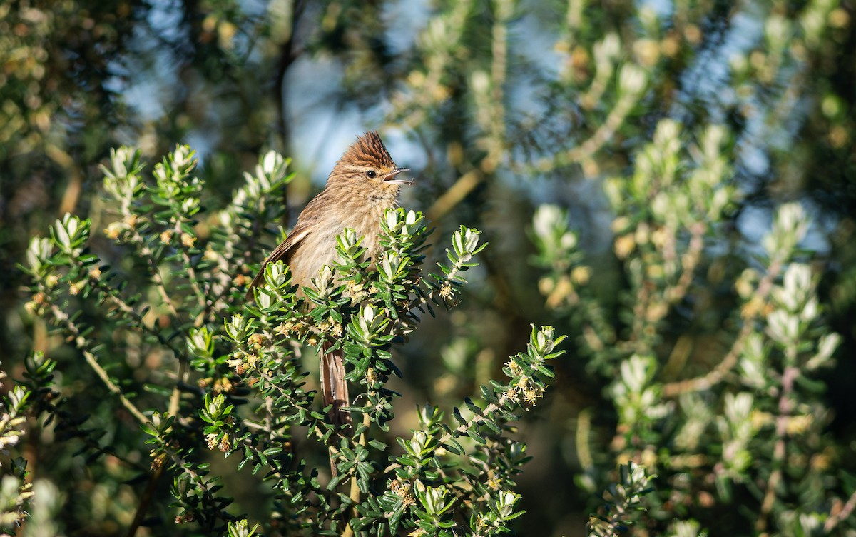 Striolated Tit-Spinetail - ML611271129
