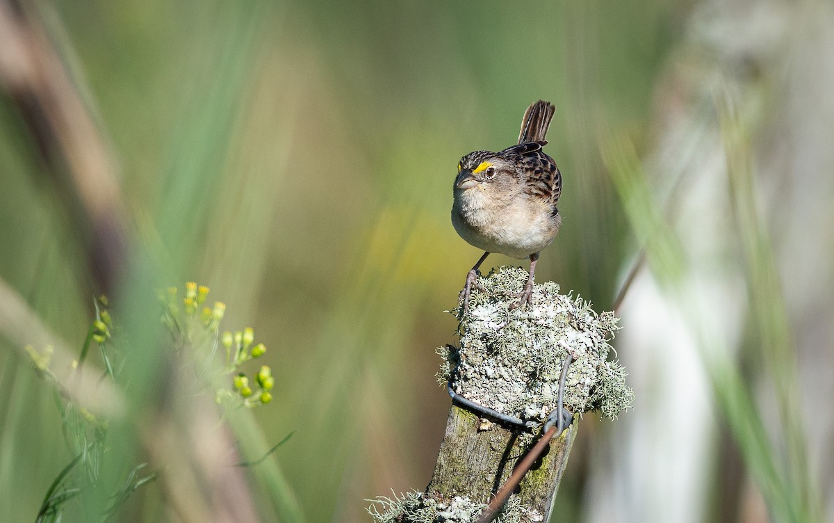 Grassland Sparrow - Mateus  R. Giotto