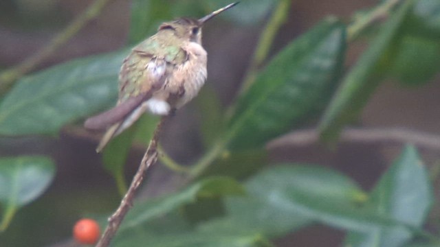 Black-chinned Hummingbird - ML611271306