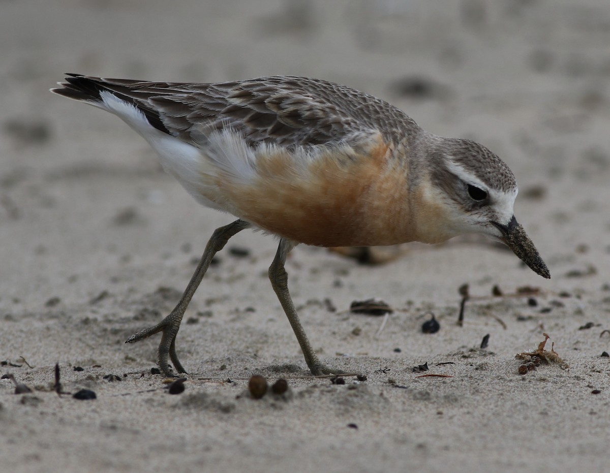 Red-breasted Dotterel - ML61127131