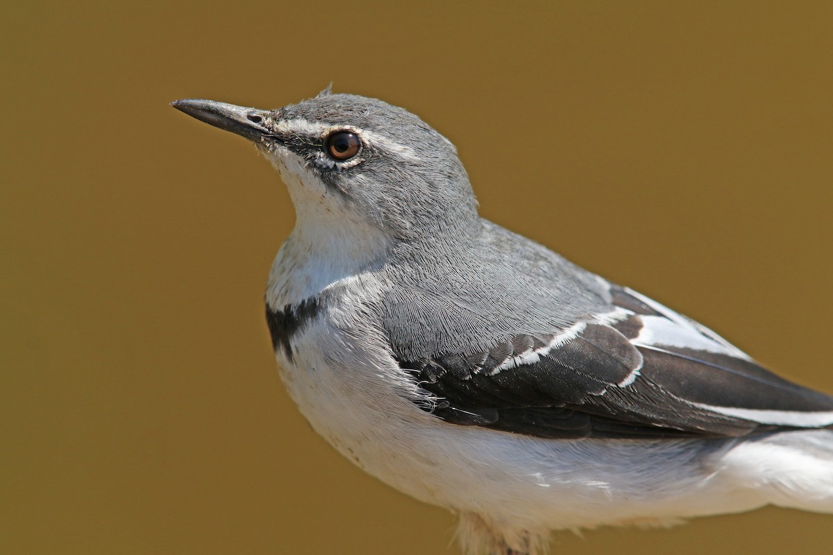 Mountain Wagtail - Volker Hesse