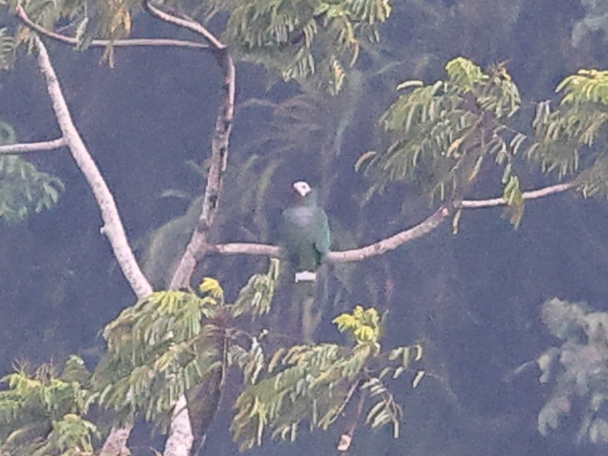 White-bellied Imperial-Pigeon - ML611271446