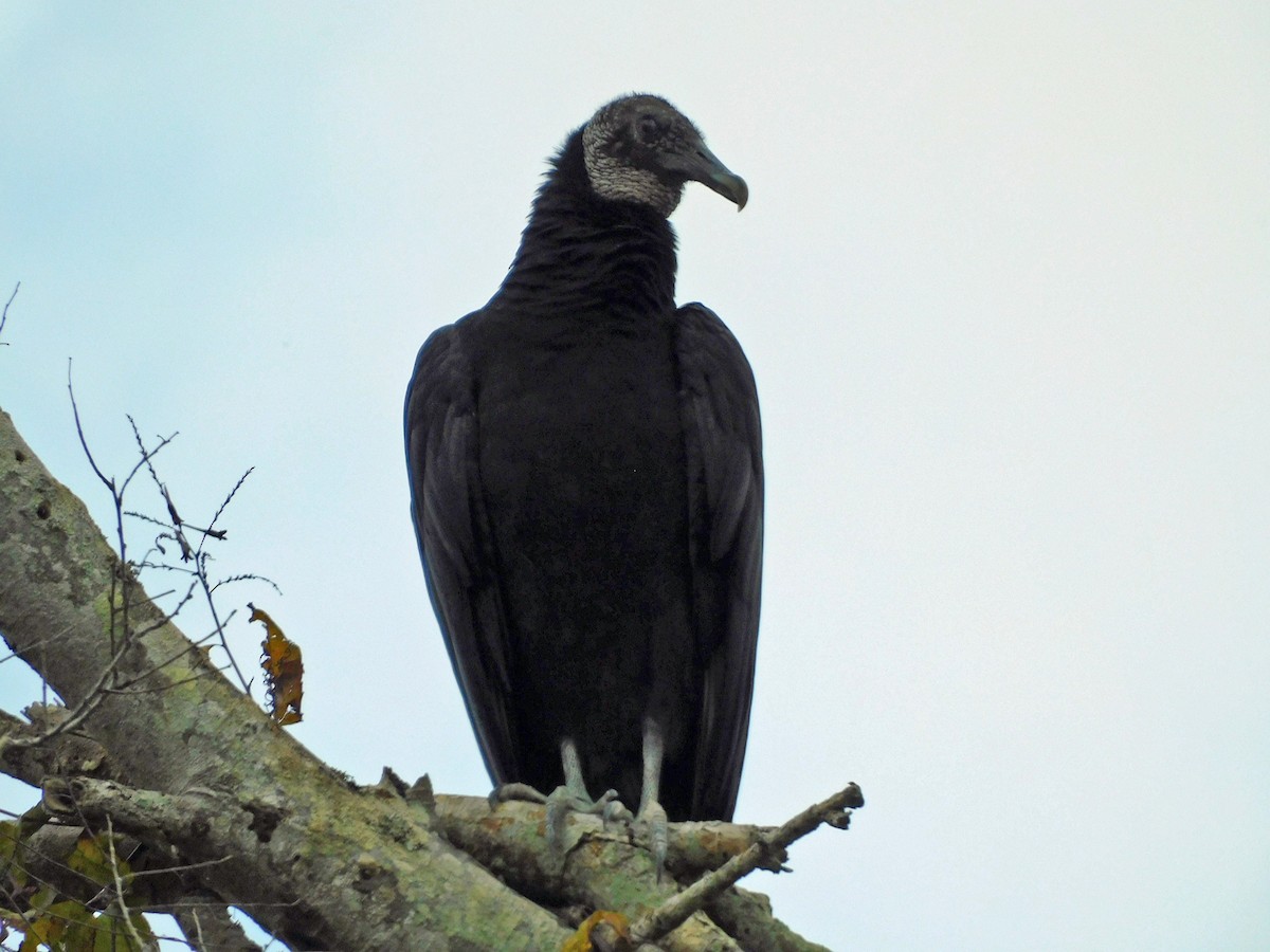 Black Vulture - ML611271583