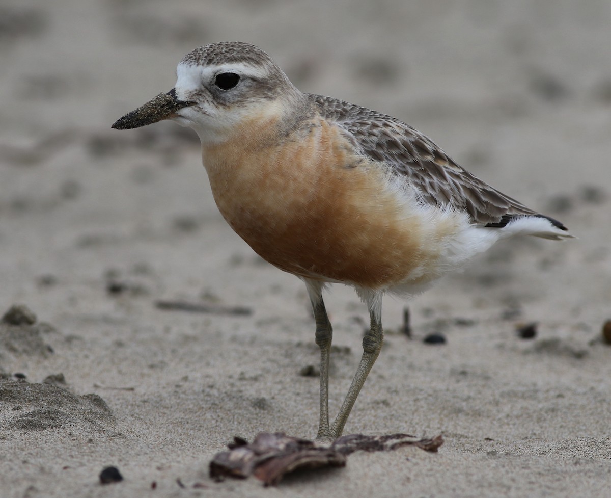 Red-breasted Dotterel - ML61127171