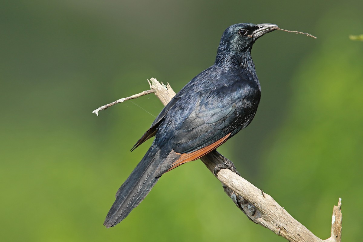 Red-winged Starling - ML611271713
