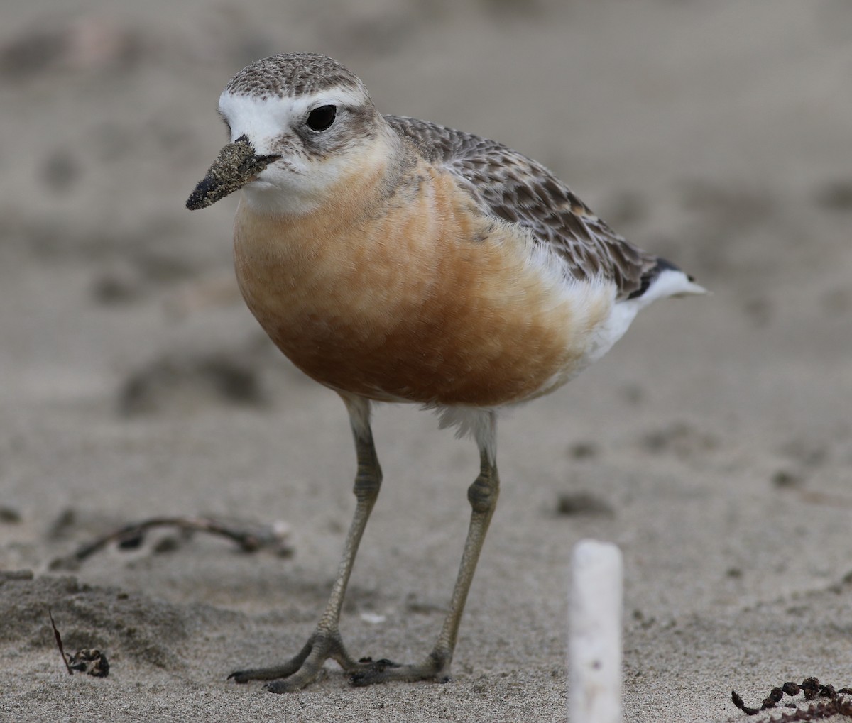 Red-breasted Dotterel - ML61127191