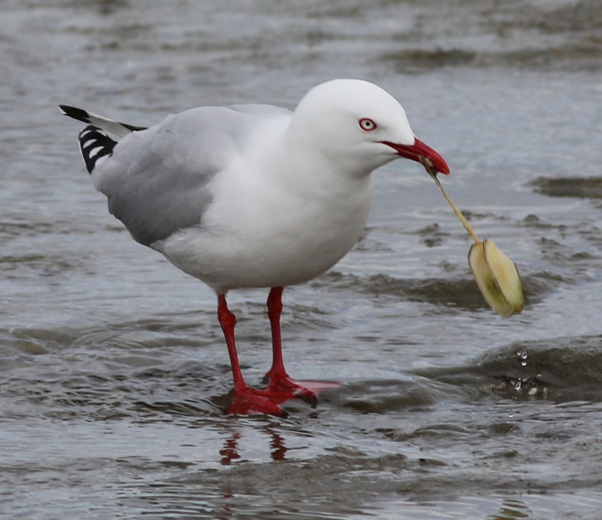 Silver Gull (Red-billed) - ML61127201