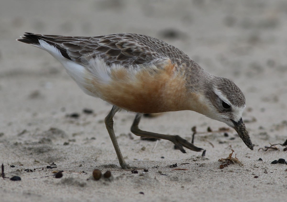 Red-breasted Dotterel - ML61127221