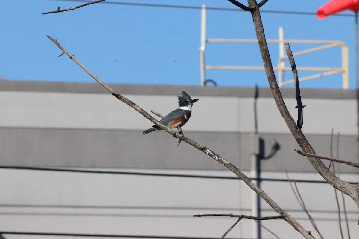 Belted Kingfisher - ML611272292