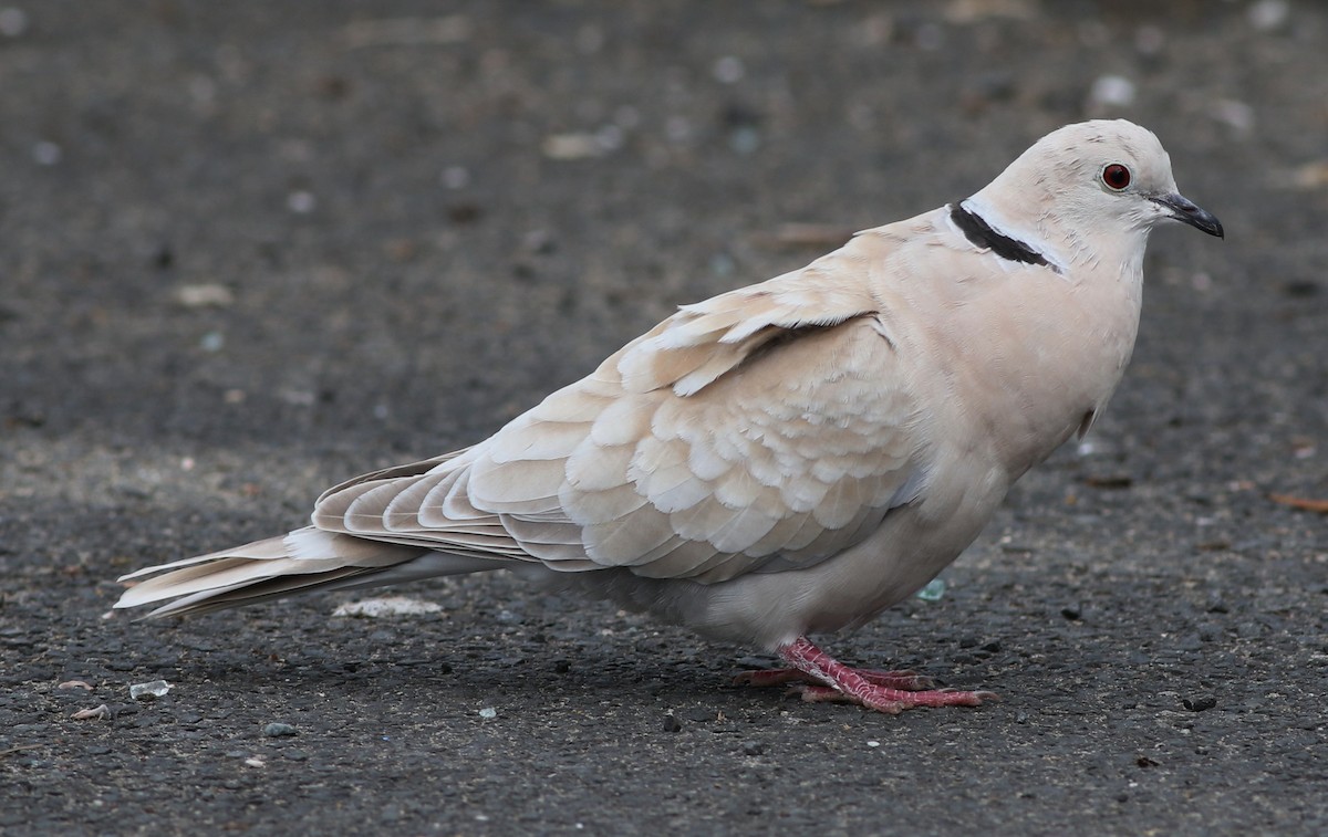 African Collared-Dove - ML61127231