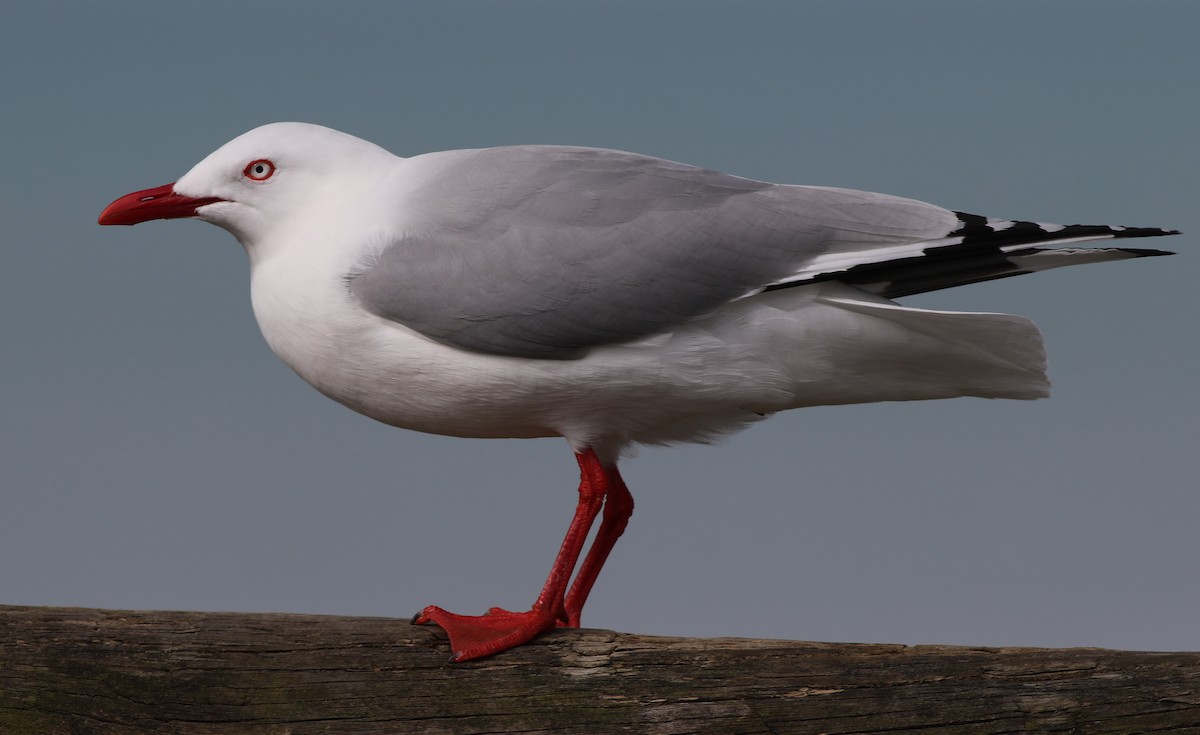 Silver Gull (Red-billed) - Derek Stokes