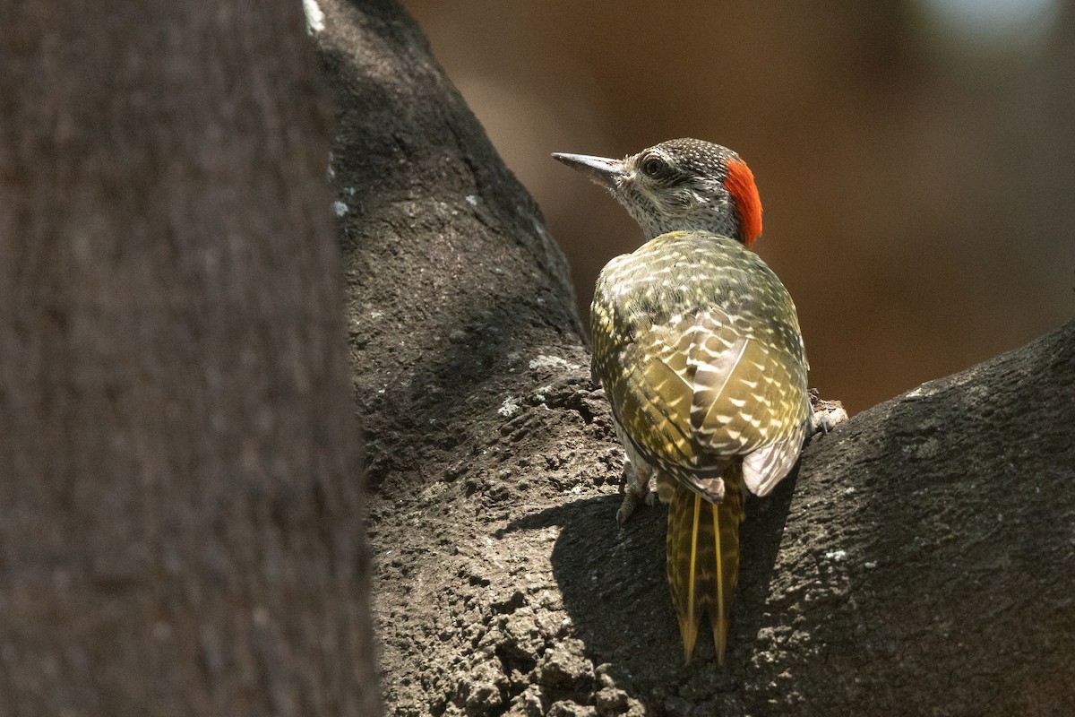 Golden-tailed Woodpecker (Golden-tailed) - ML611272674