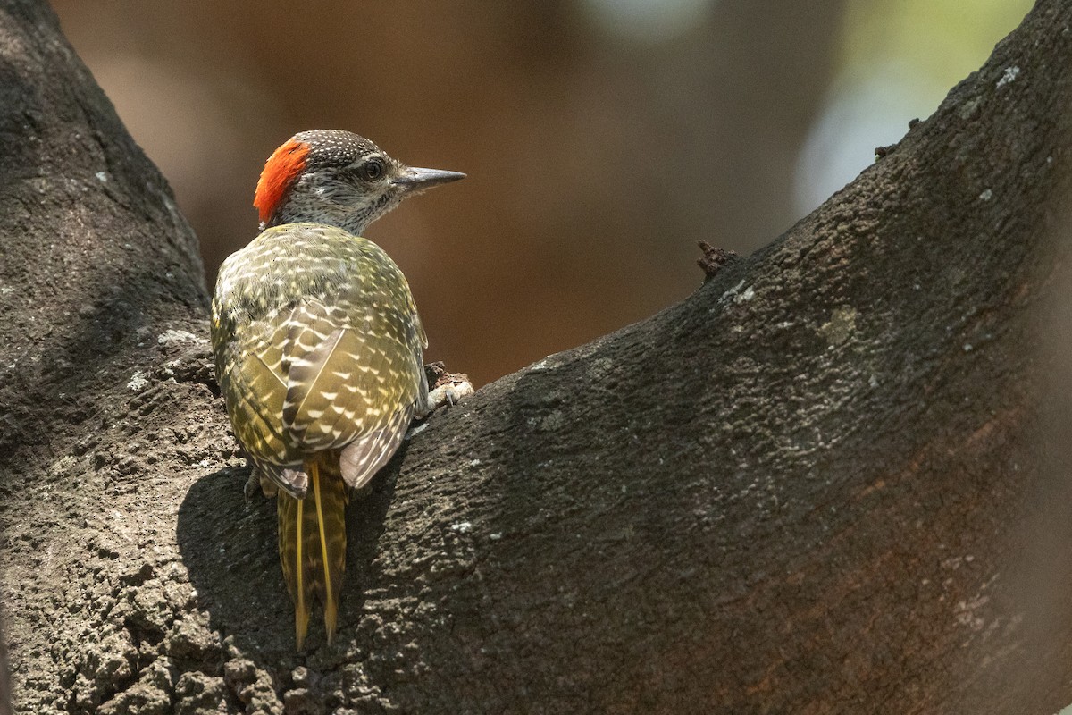 Golden-tailed Woodpecker (Golden-tailed) - ML611272675