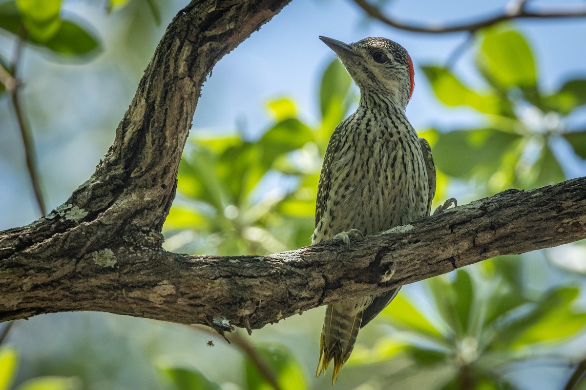 Golden-tailed Woodpecker (Golden-tailed) - Mauricio Garcia-Ramos