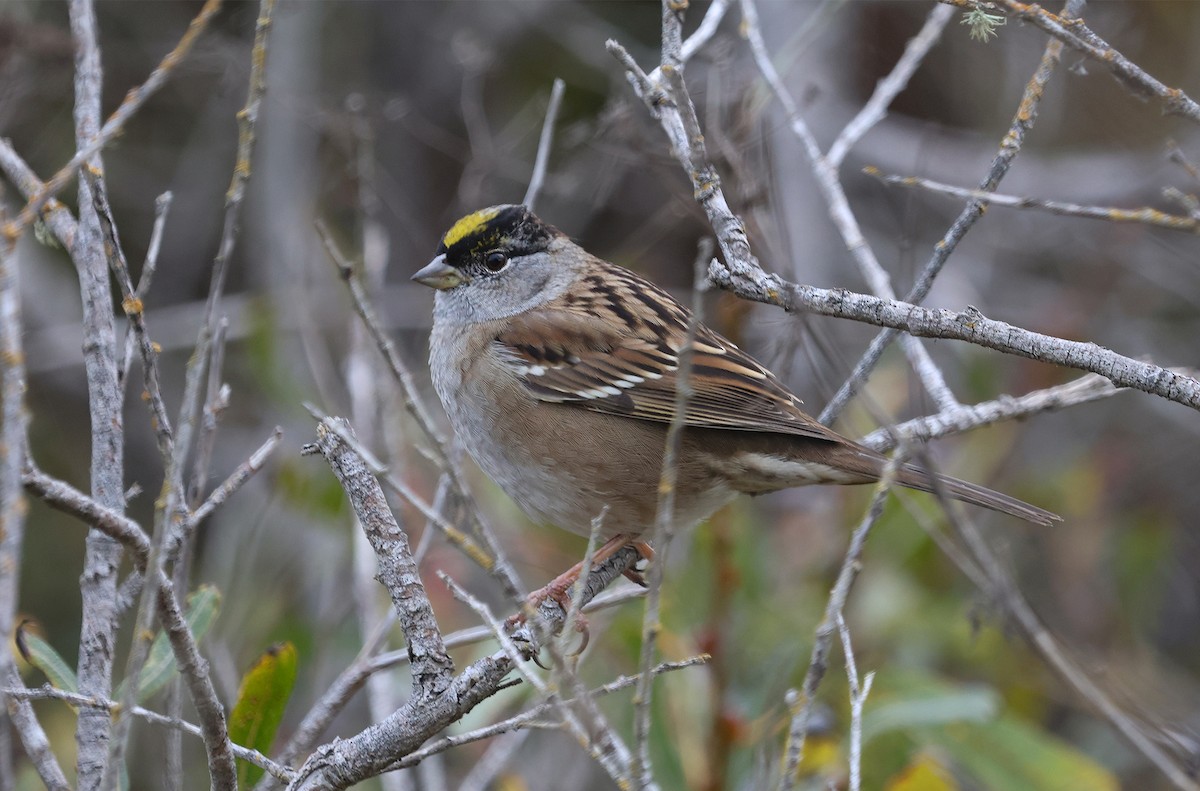 Golden-crowned Sparrow - ML611272722