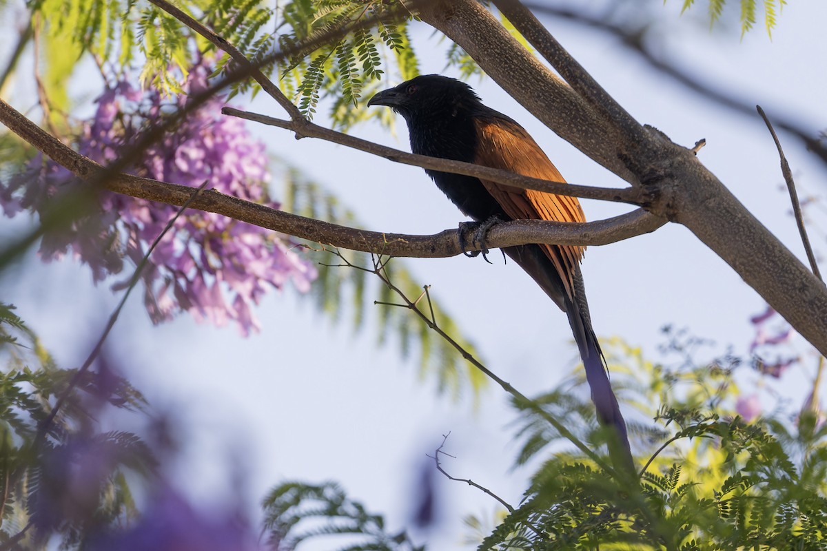 Malagasy Coucal - ML611272896