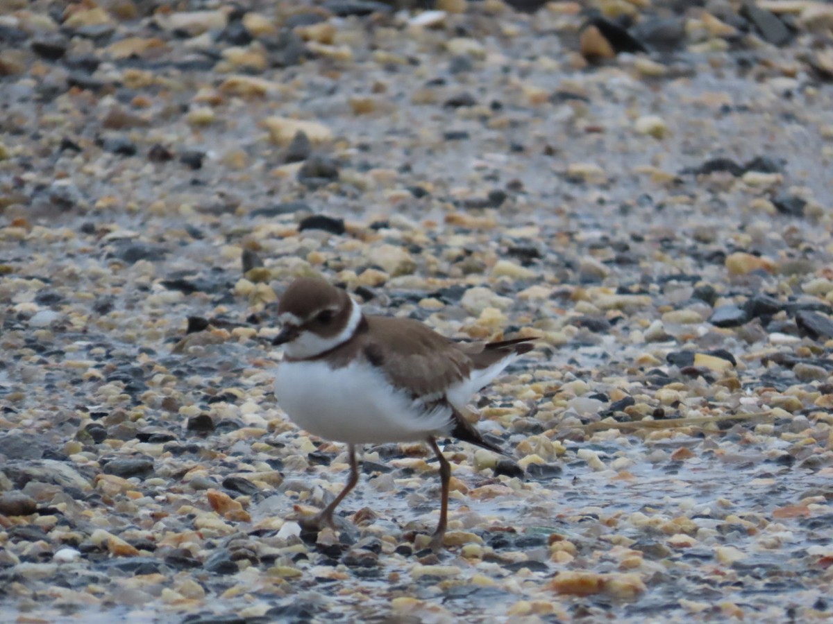 Semipalmated Plover - ML611273014