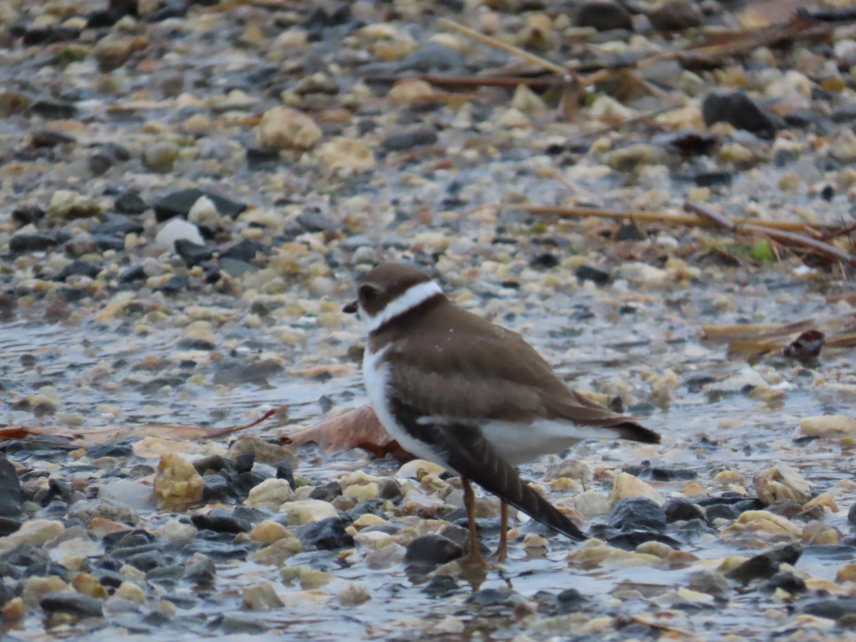 Semipalmated Plover - Edward Raynor