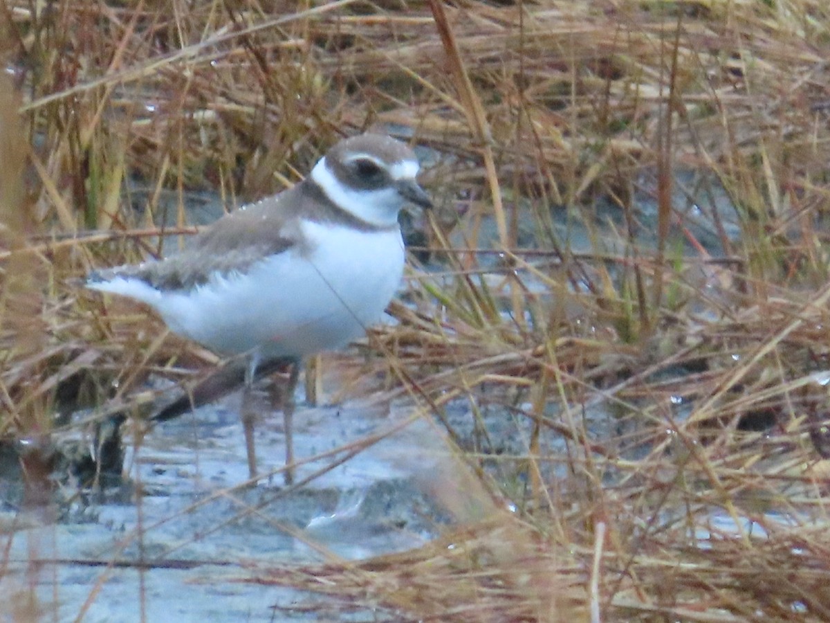 Semipalmated Plover - ML611273017