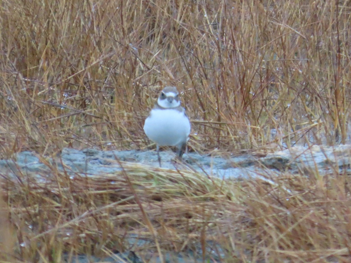 Semipalmated Plover - ML611273018