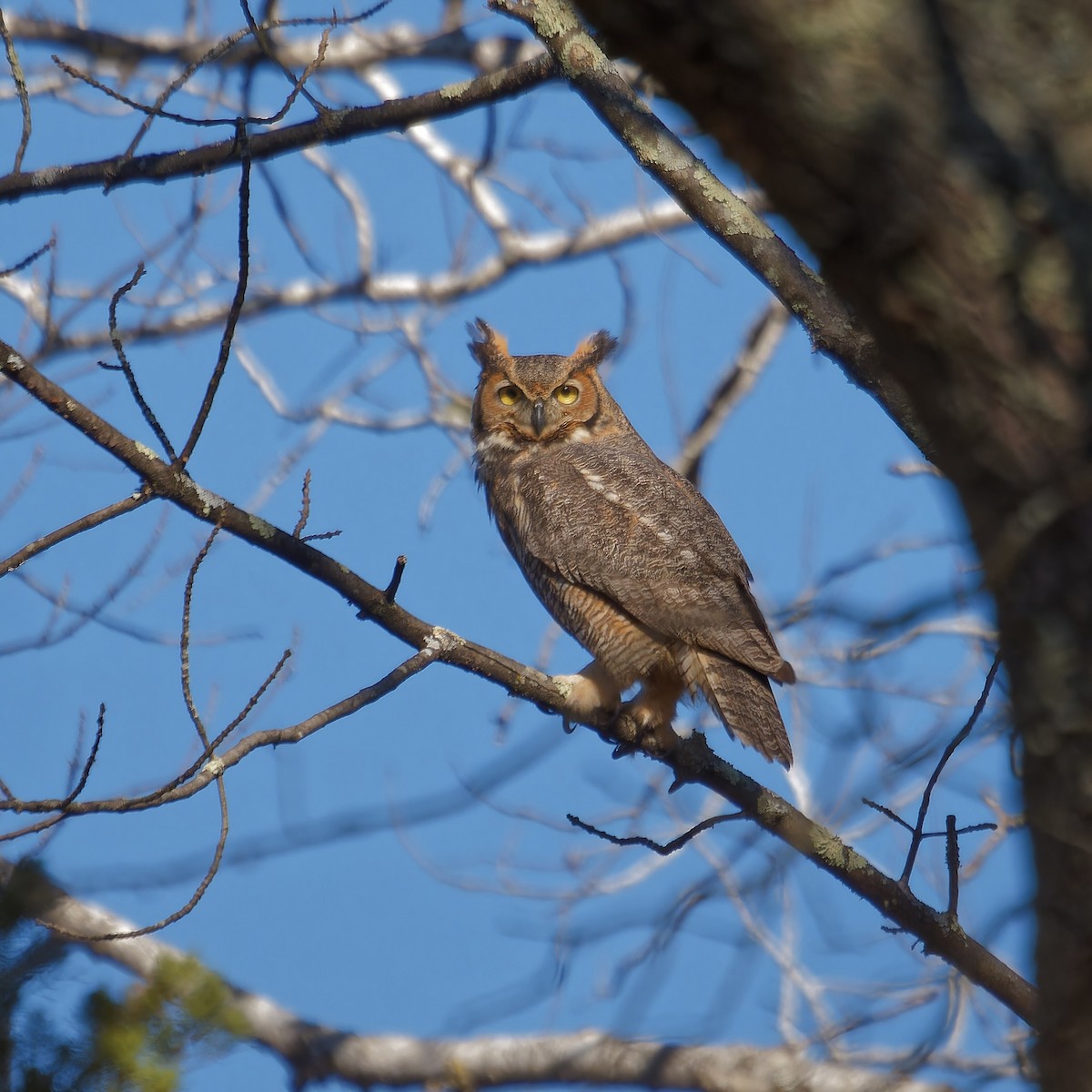 Great Horned Owl - ML611273082