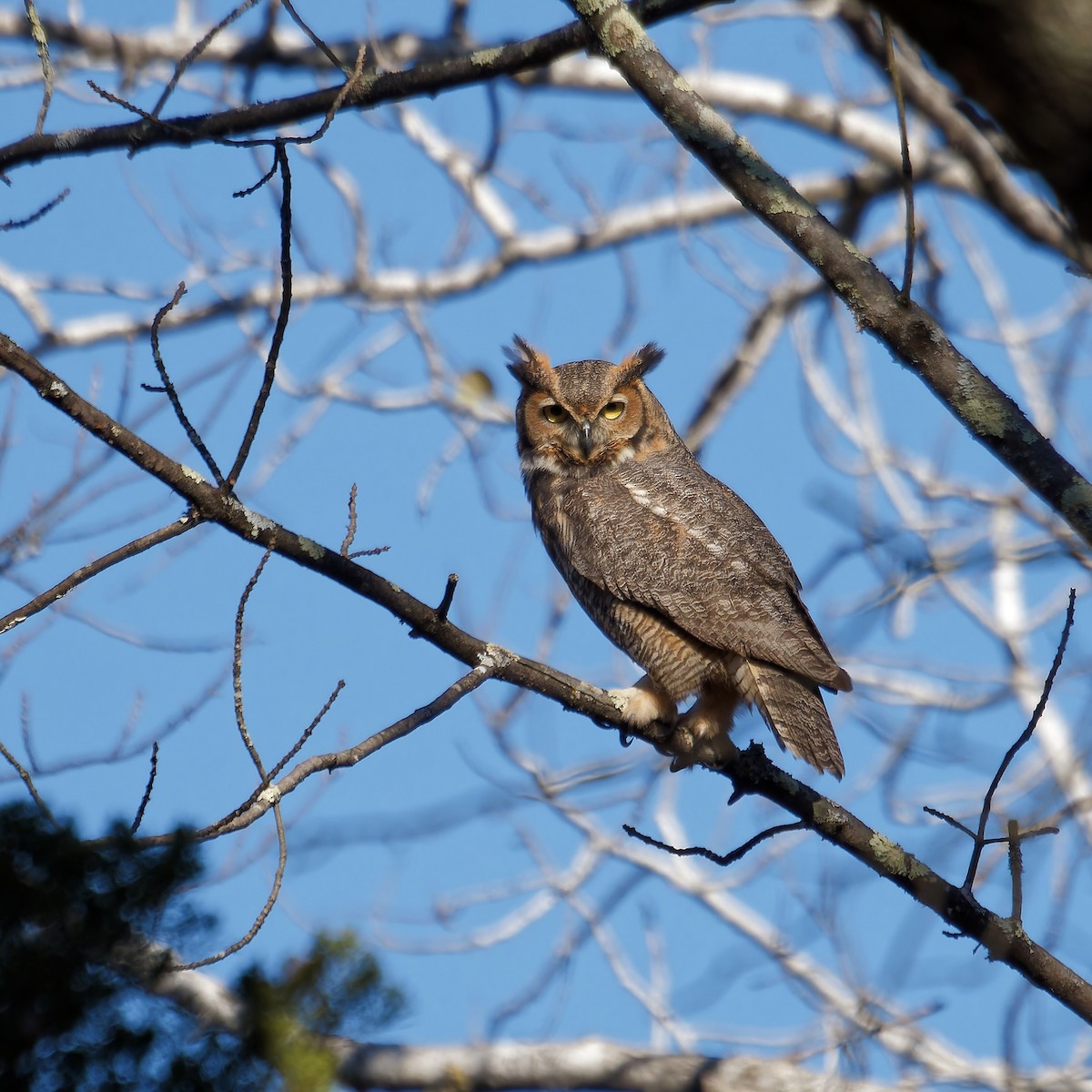 Great Horned Owl - ML611273083