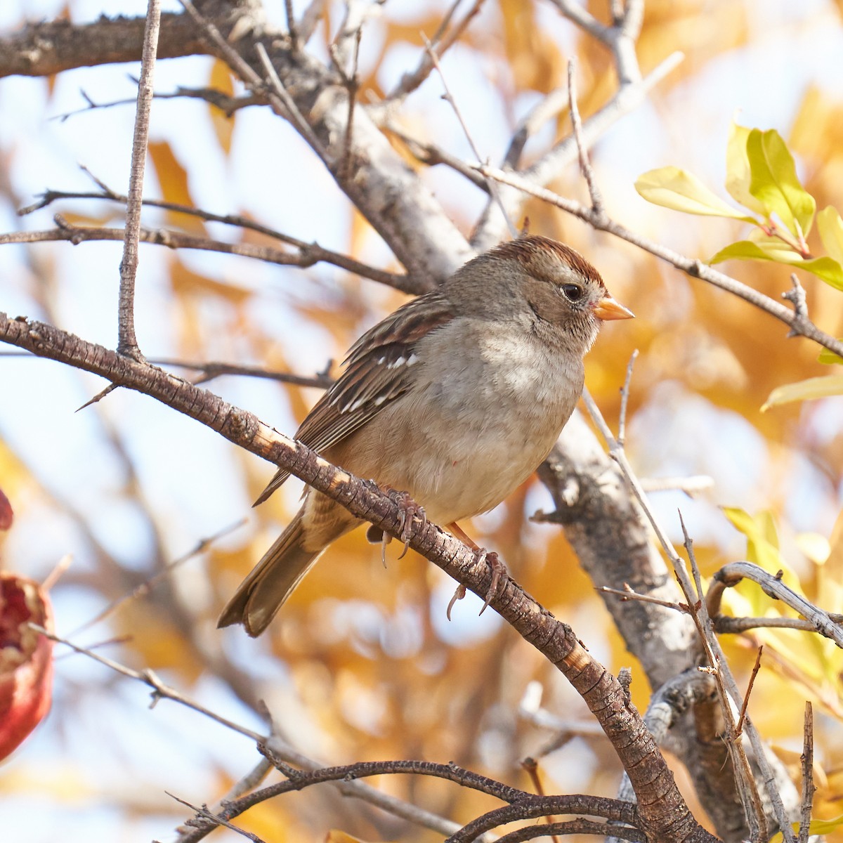 White-crowned Sparrow - ML611273317