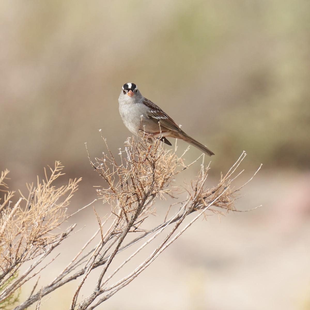 White-crowned Sparrow - ML611273344