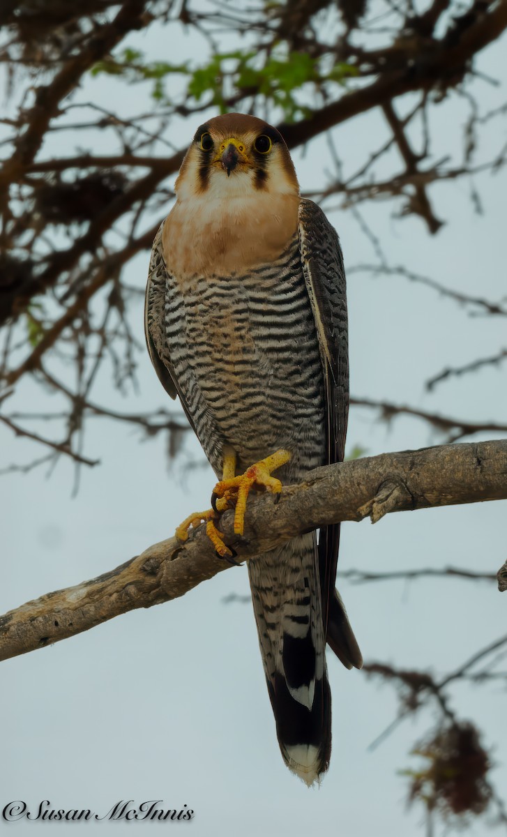 Red-necked Falcon (African) - ML611273483
