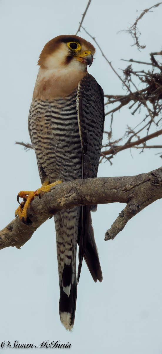 Red-necked Falcon (African) - ML611273497
