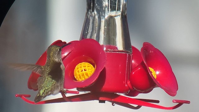 Anna's Hummingbird - ML611273693