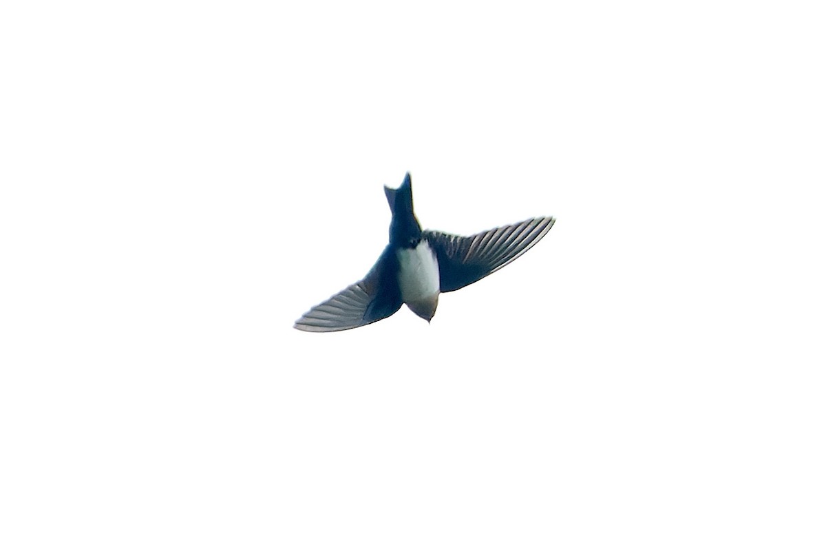 Pale-footed Swallow - ML611273762