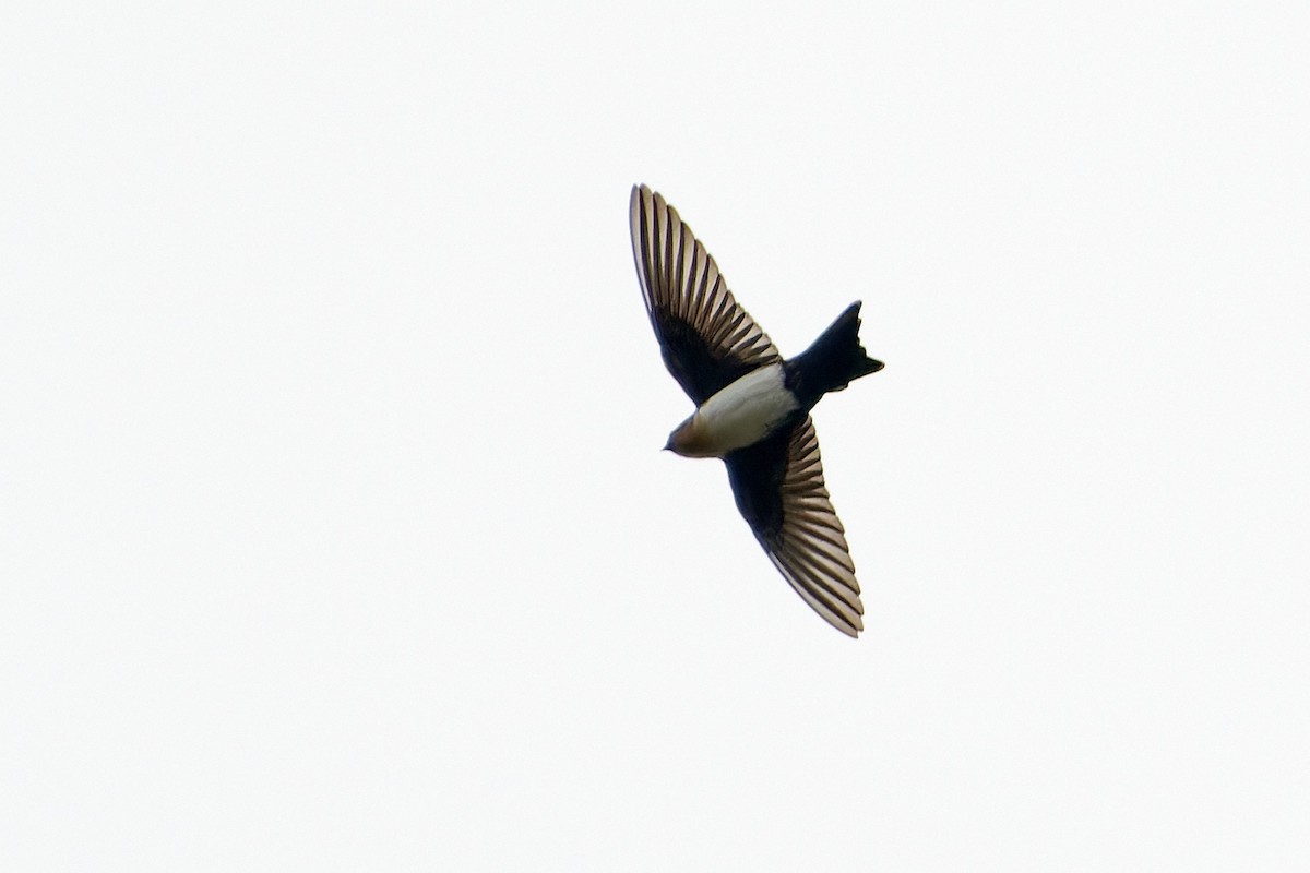 Pale-footed Swallow - ML611273763
