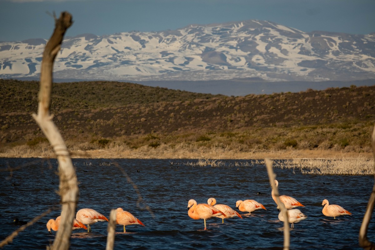 Chilean Flamingo - German Baldi