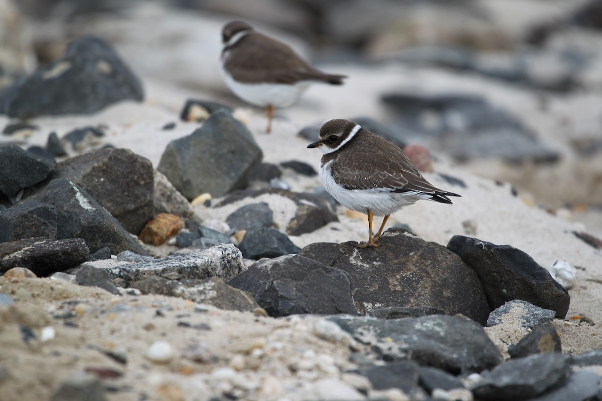 Semipalmated Plover - ML611274607