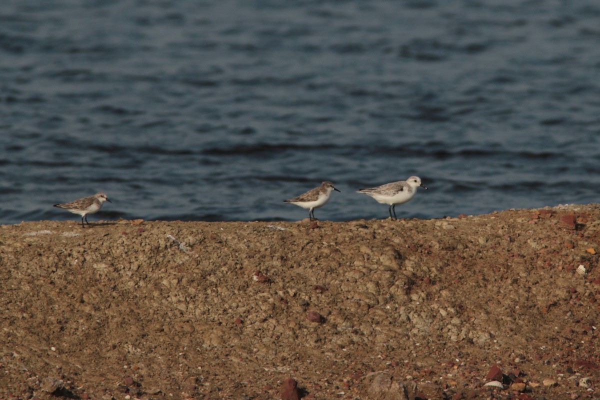 Red-necked Stint - ML611274743
