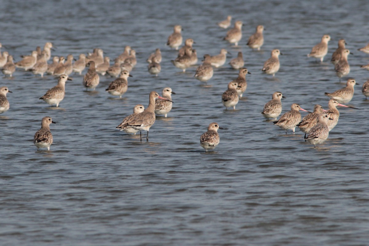 Black-tailed Godwit - ML611274812