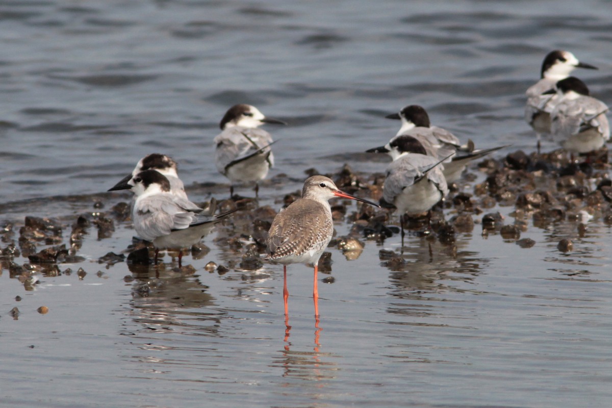 Spotted Redshank - ML611274819