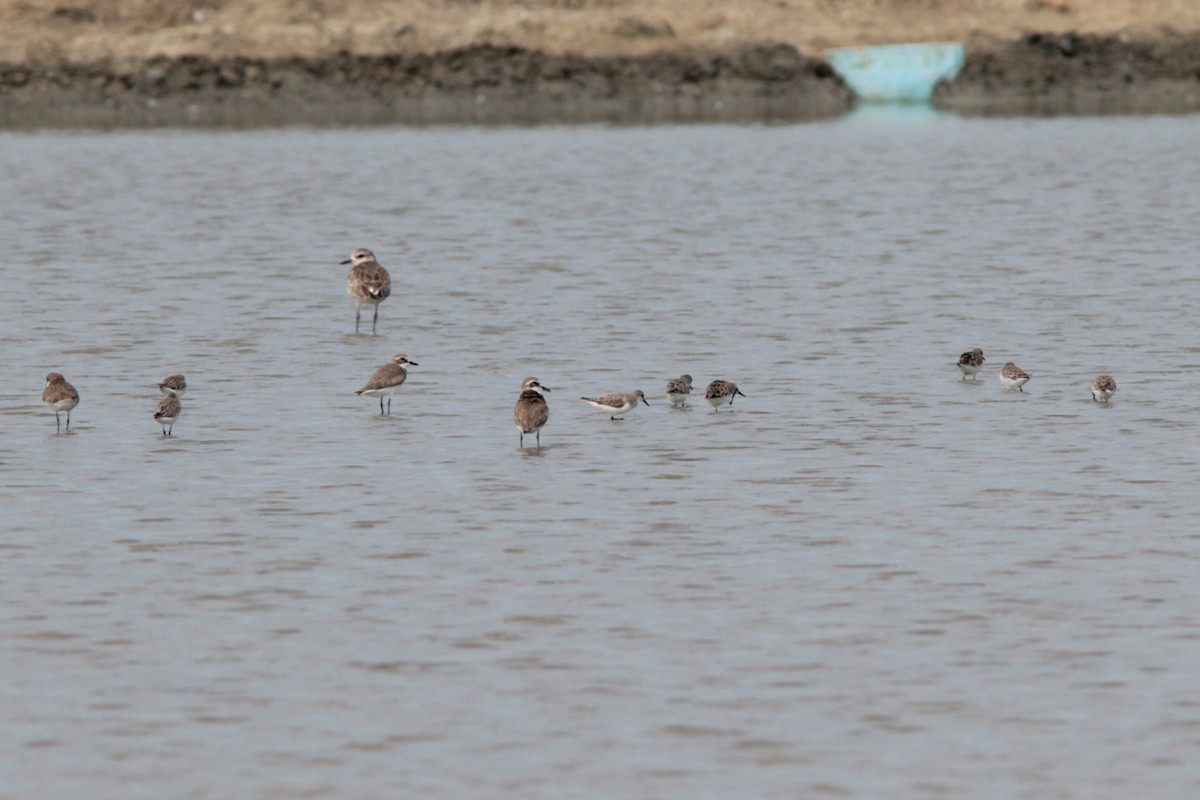 Red-necked Stint - ML611274893