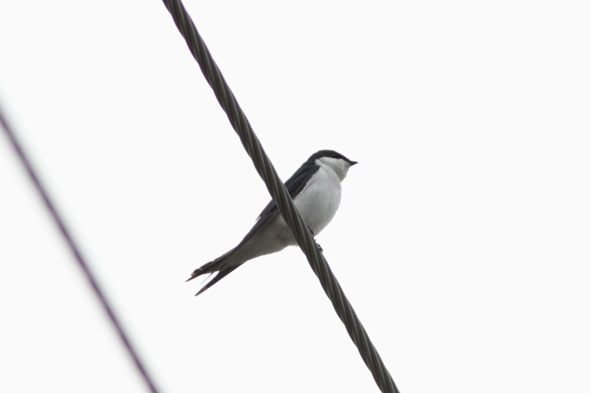 Bahama Swallow - ML611275032