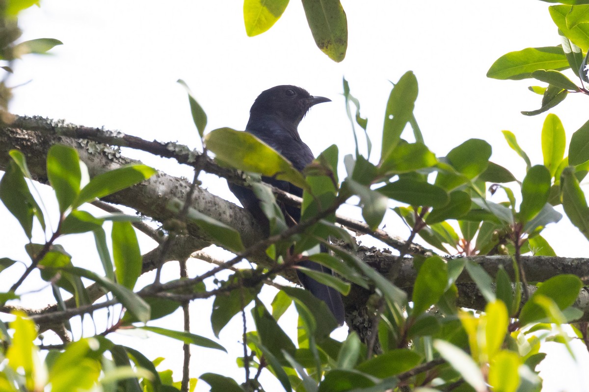 Black Cuckoo (Black) - ML611275225