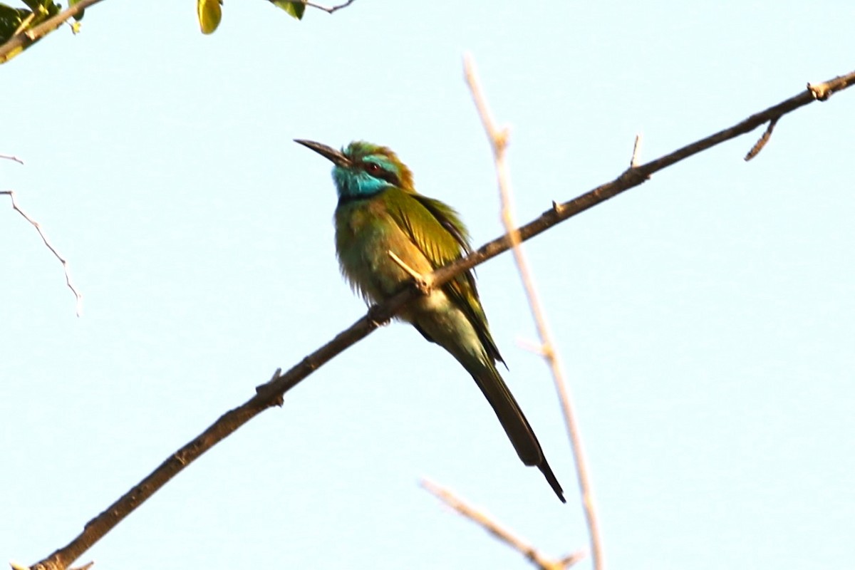 Arabian Green Bee-eater - ML611275459