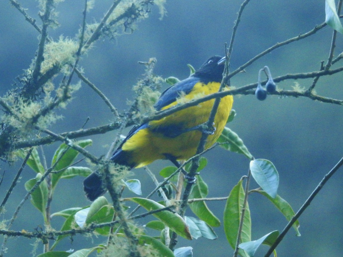 Hooded Mountain Tanager - ML611275495