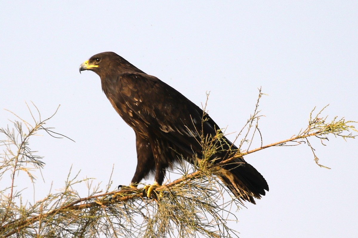 Greater Spotted Eagle - ML611275541