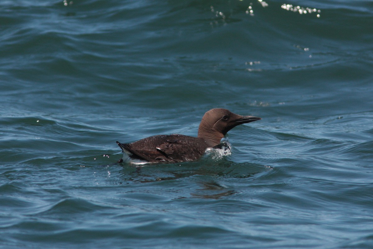 Common Murre - ML611275544