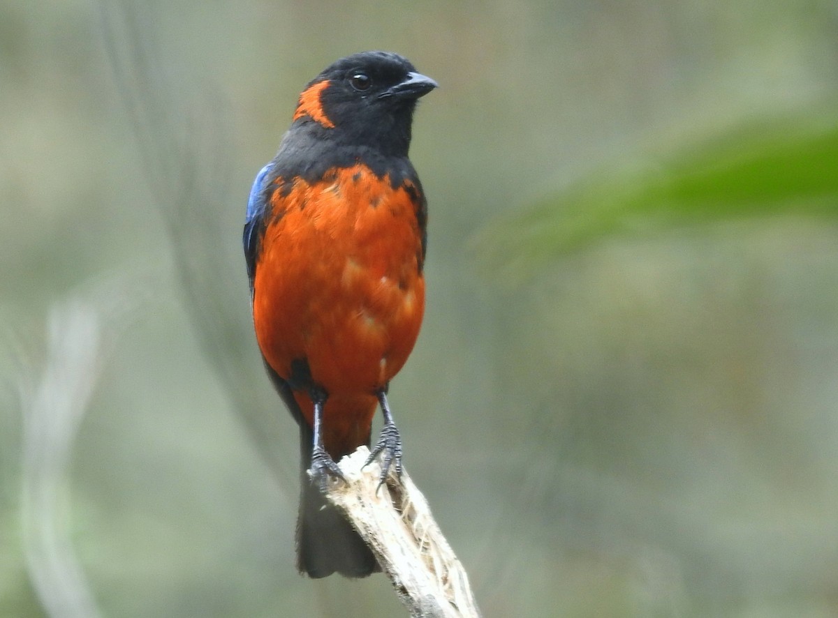 Scarlet-bellied Mountain Tanager - ML611275771